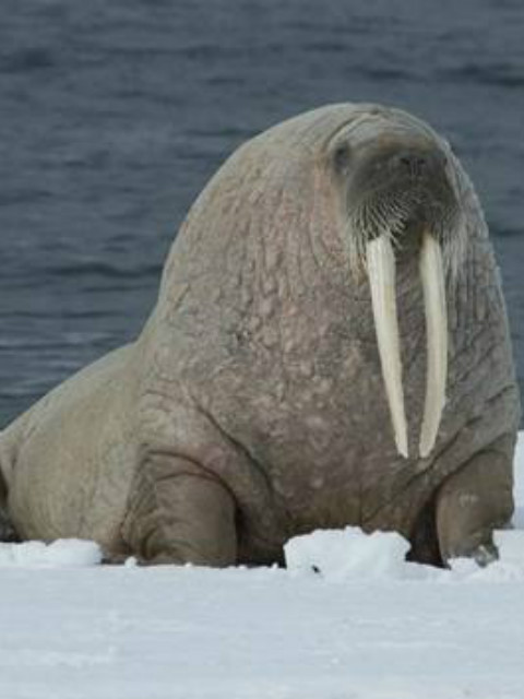 重量级人物具有意想不到的技能封面图