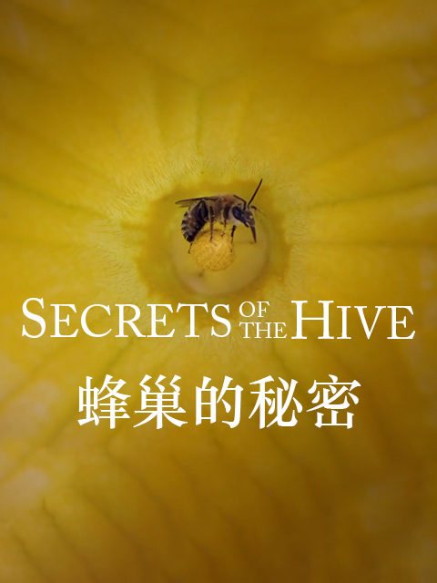 蜂巢的秘密封面图