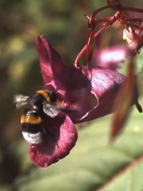 大黄蜂的秘密封面图