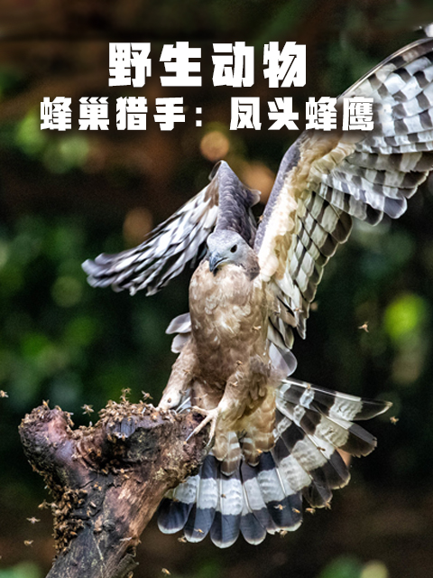 蜂巢猎手：凤头蜂鹰封面图