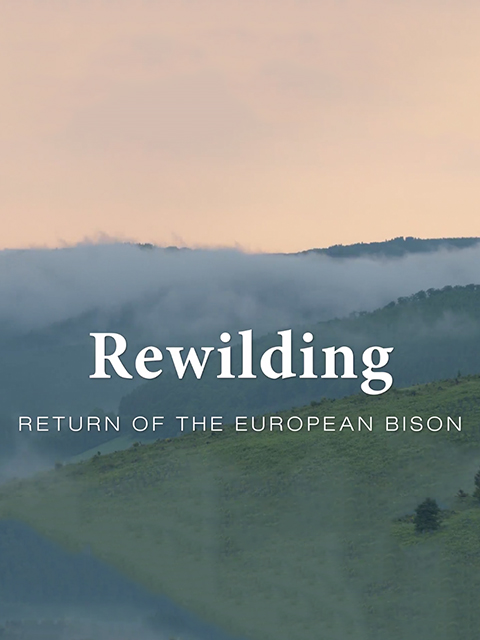 野生动物的回归自然封面图