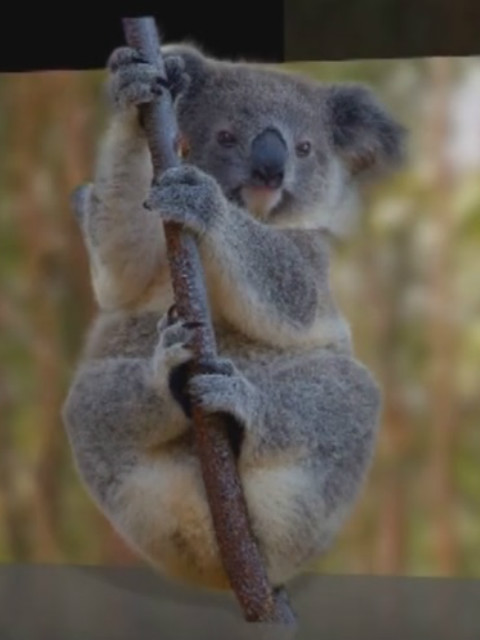 动物们的生活封面图