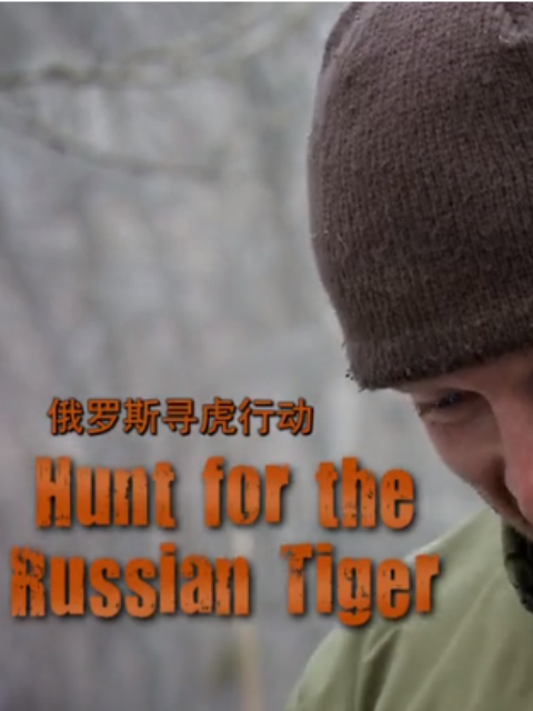 俄罗斯寻虎行动封面图