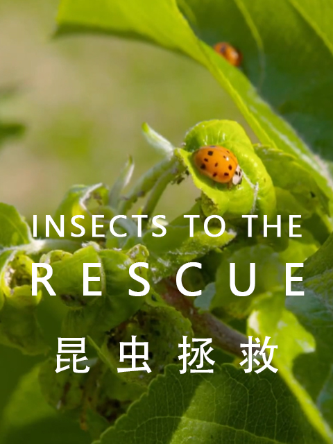 昆虫拯救封面图