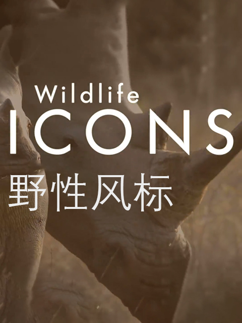 野性风标 第一季封面图