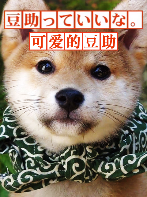 可爱的豆助封面图