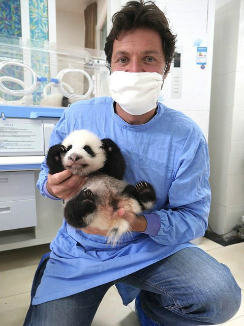 熊猫宝宝封面图