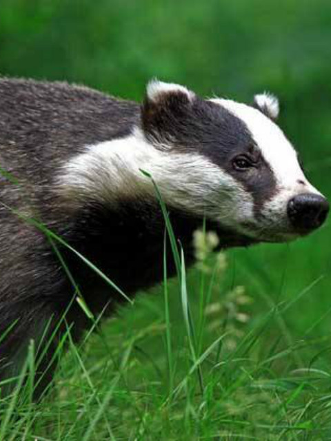 自然世界:狗獾——毁坏大师封面图