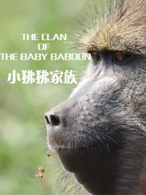 小狒狒家族封面图