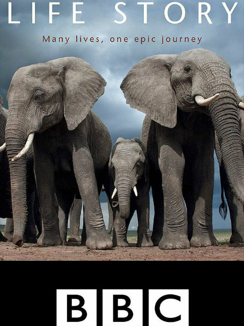 生命的故事封面图