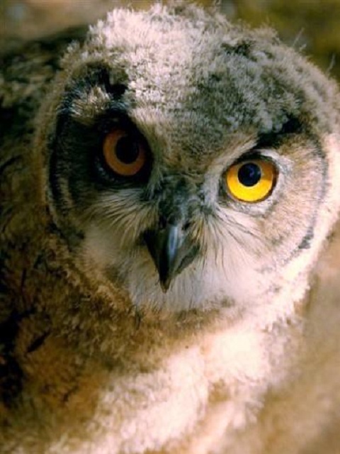 夜行动物探秘封面图