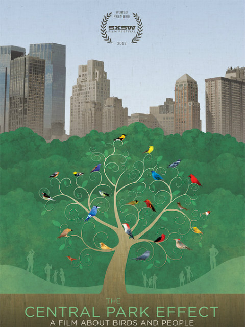 中央公园效应封面图