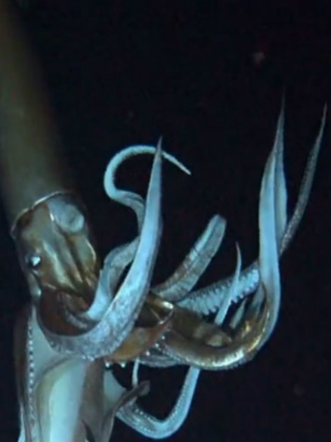 深海：深渊之光封面图