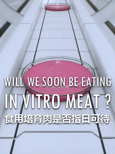 食用培育肉是否指日可待封面图