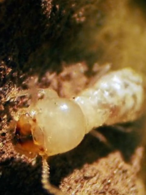 探索白蚁密室封面图