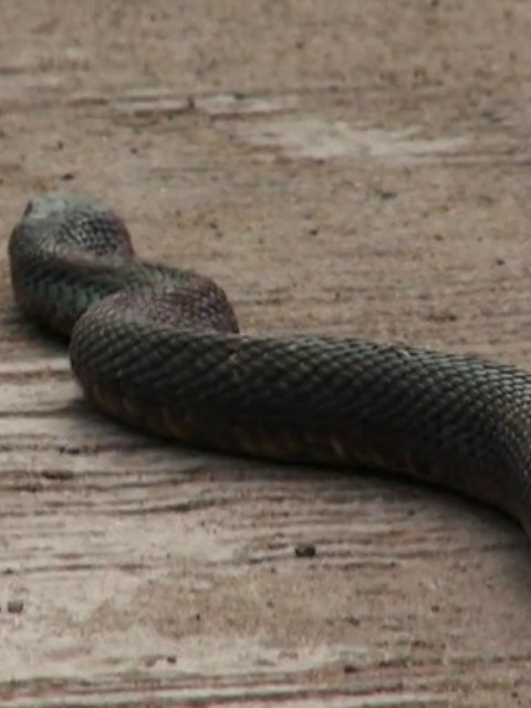 致命曼谷封面图