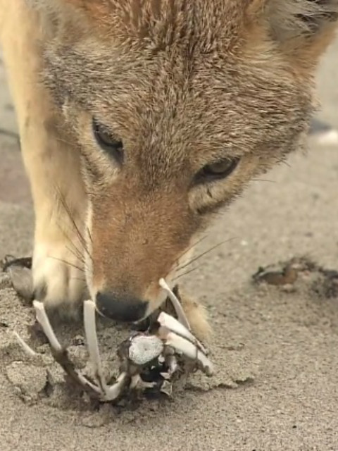 荒野之谜第五季封面图