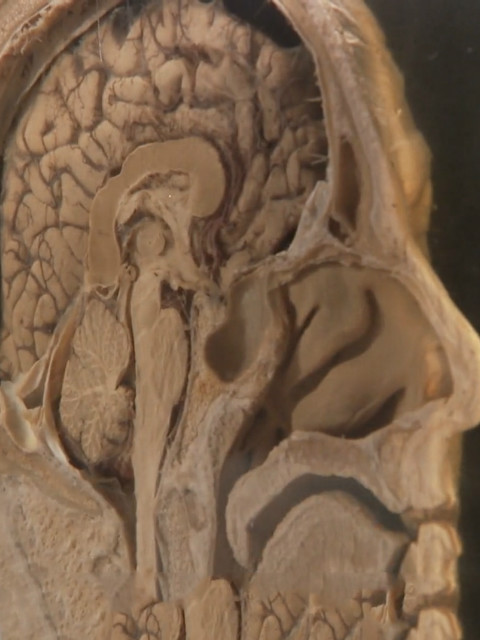 追踪人性之恶封面图