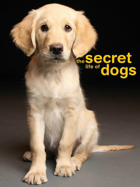 狗的秘闻封面图