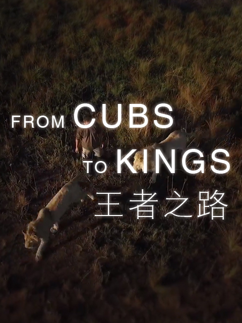 王者之路封面图