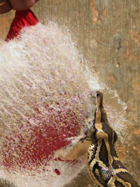 巨蟒入侵：与奈杰尔·马文一起探寻佛罗里达封面图