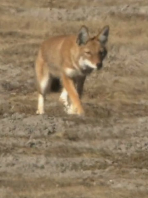 捕鼠高手的乐土 埃塞俄比亚狼封面图