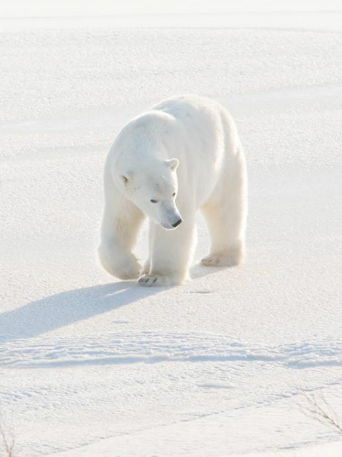 北极行动封面图