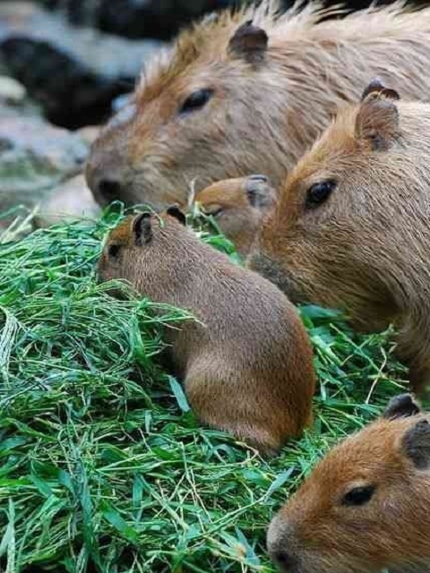伊维拉湿地水豚封面图