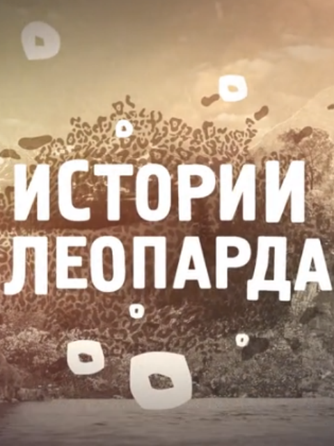 豹子故事封面图