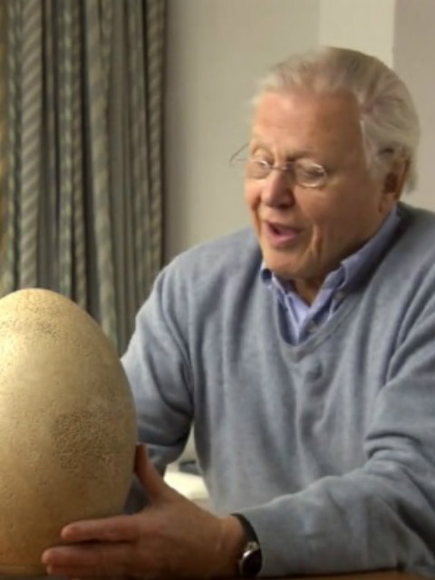 爱登堡巨蛋封面图