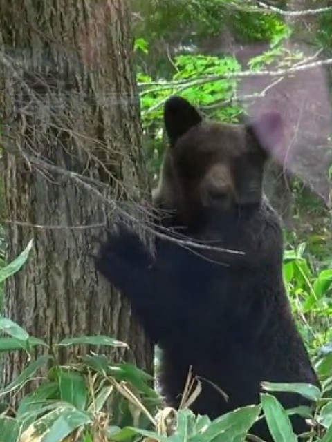 命运之旅 北海道棕熊封面图