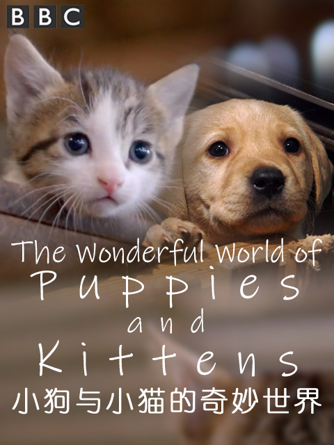 小狗与小猫的奇妙世界封面图