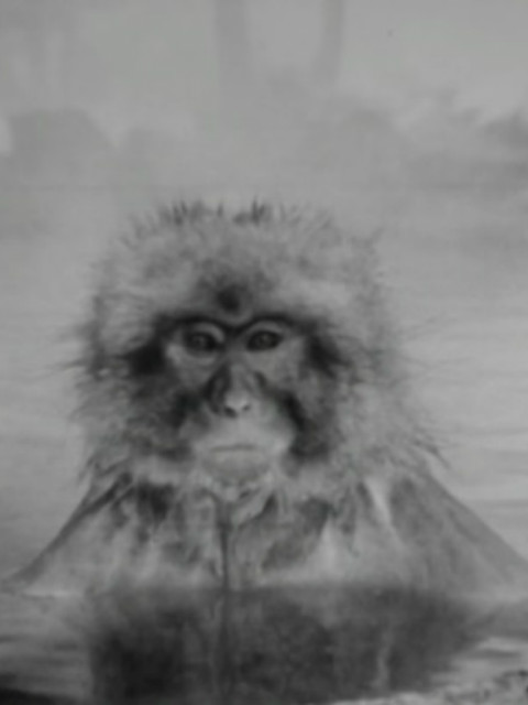 自然世界：日本雪猴封面图