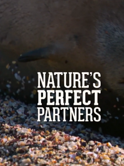 自然世界：自然界的完美父母封面图