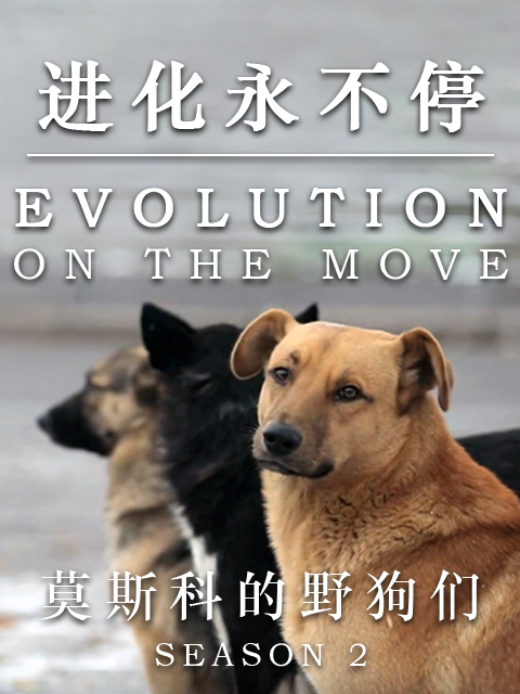 进化永不停封面图