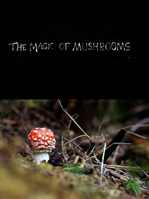 蘑菇的魔力封面图