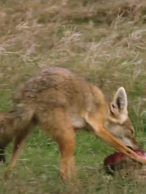 荒野之谜第二季封面图