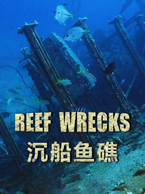 沉船鱼礁封面图