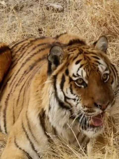 超级感官封面图