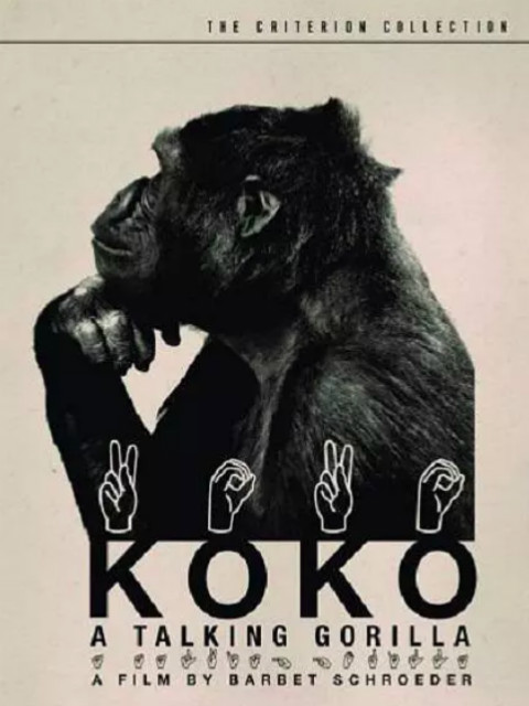 科科：与人类交谈的大猩猩封面图