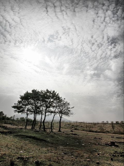 荒野之谜第一季封面图