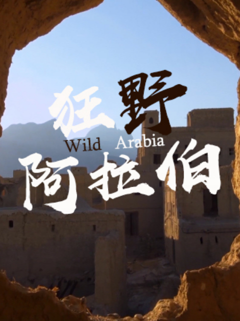 狂野阿拉伯封面图
