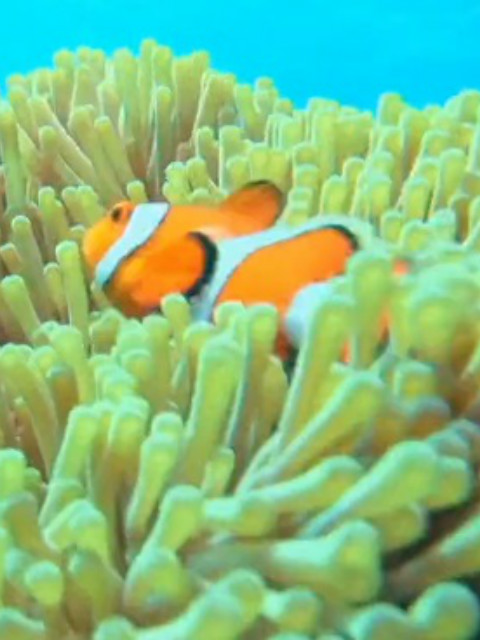 自然奇境第九季封面图