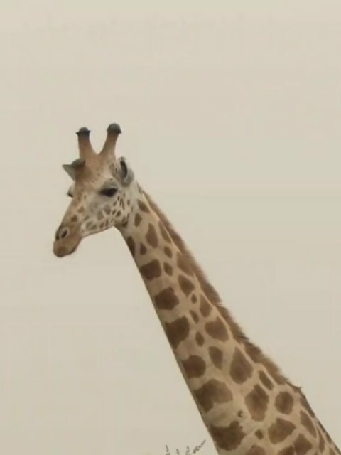 自然奇境第四季封面图