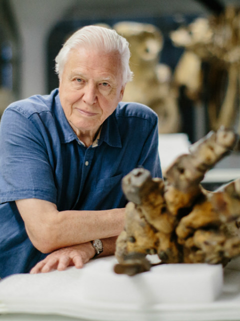 大卫·爱登堡与巨象封面图