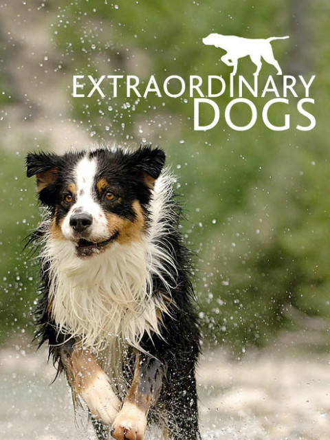 非凡狗狗封面图