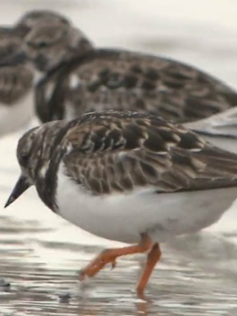 自然奇境第二季封面图