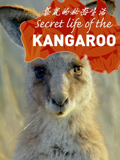 袋鼠的秘密生活封面图