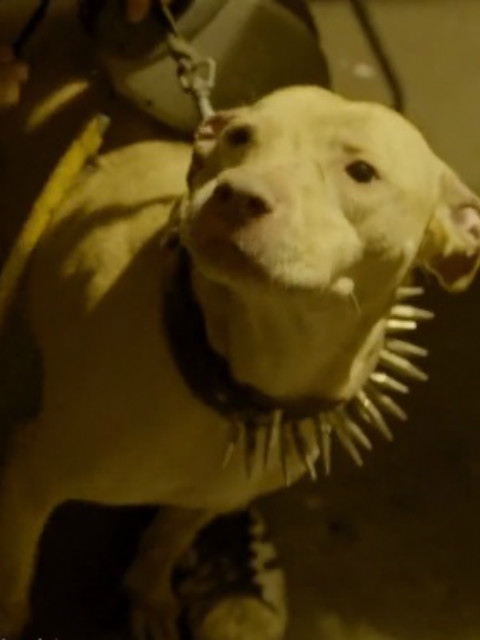 危险犬只封面图