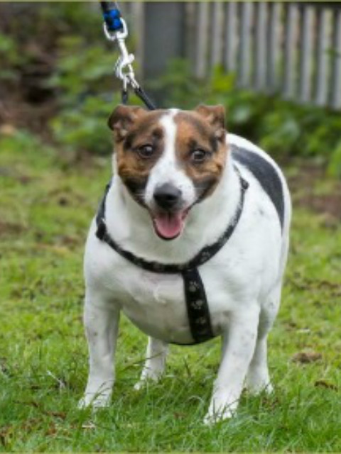 肥宠年度减肥大赛封面图